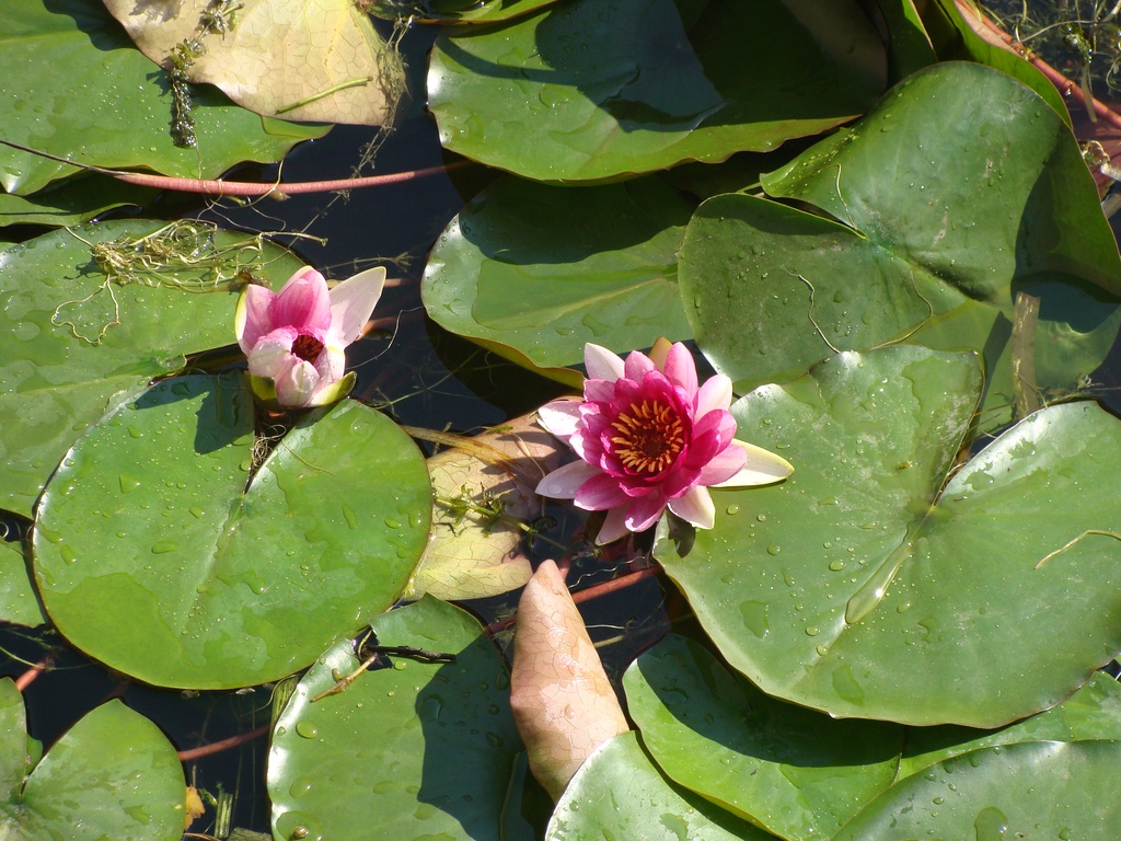 2010-10 China/Beijing/2010:10:04-06:44:21_DSC03058.JPG